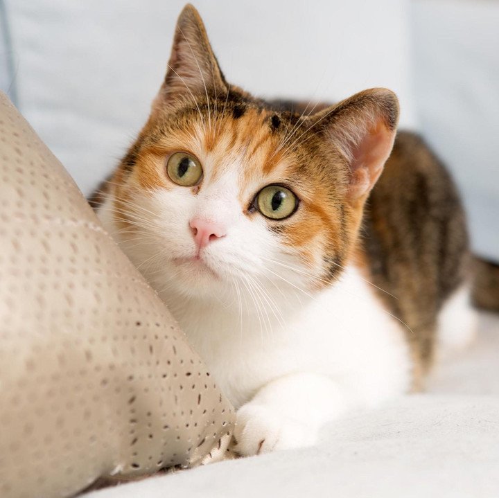 Mimi